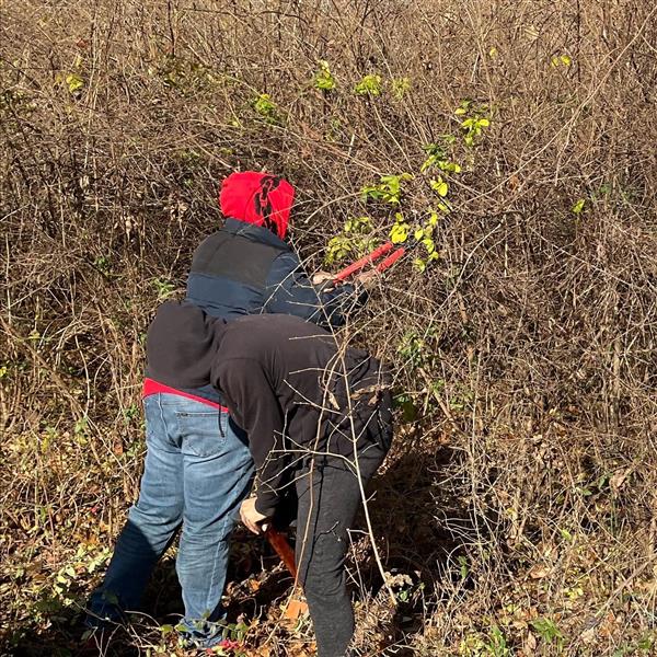 Bush honeysuckle pulling